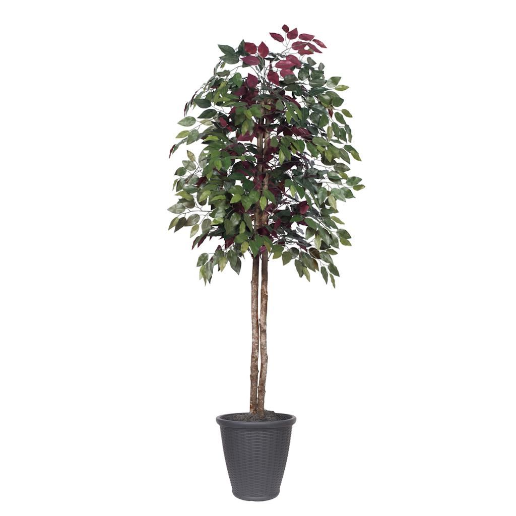 6' Artificial Capensia Tree 1