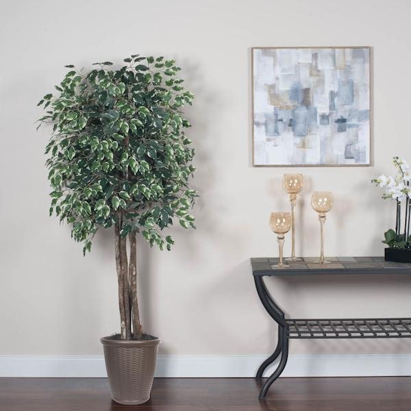 6' Executive Variegated Ficus Tree 3