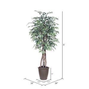 6' Executive Variegated Ficus Tree 4