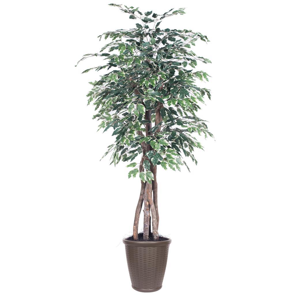 6' Executive Variegated Ficus Tree 1