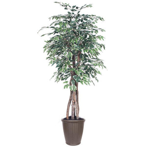 6' Executive Variegated Ficus Tree 1