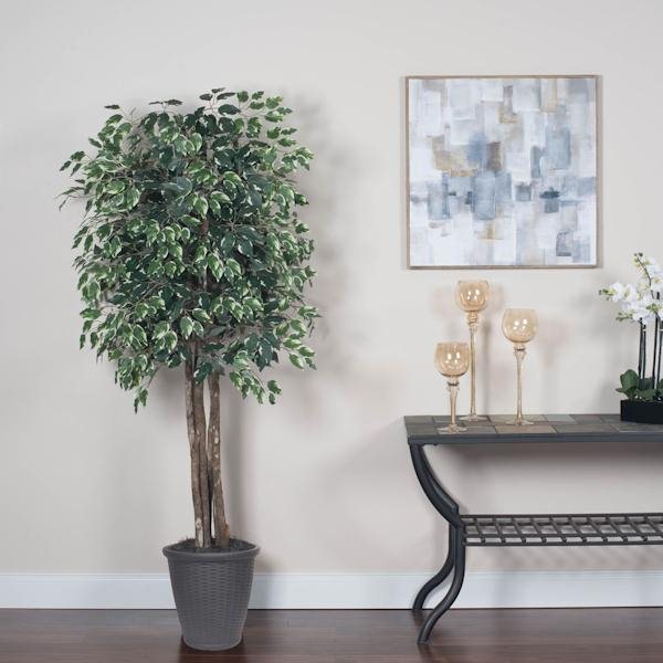 6' Executive Variegated Ficus Tree 3