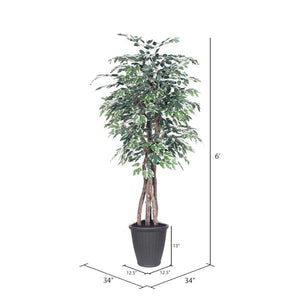 6' Executive Variegated Ficus Tree 4