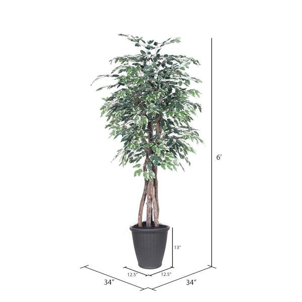 6' Executive Variegated Ficus Tree 4