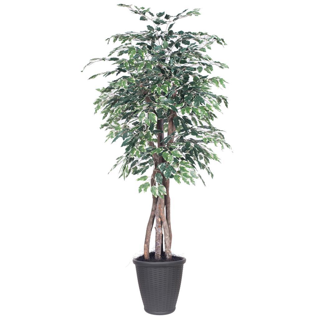 6' Executive Variegated Ficus Tree 1