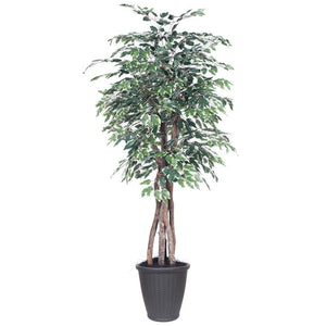 6' Executive Variegated Ficus Tree 1