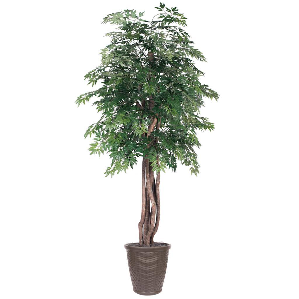 6' Artificial Executive Ming Aralia Tree 1