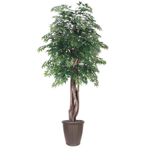 6' Artificial Executive Ming Aralia Tree 1
