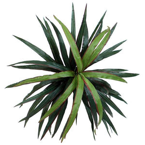 6' Artificial Executive Marginata Tree 2