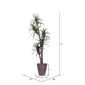 6' Artificial Executive Marginata Tree 4