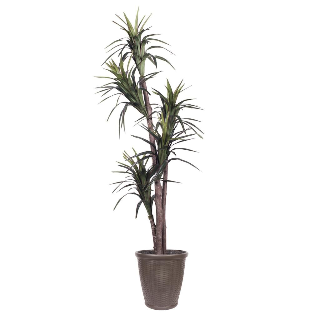 6' Artificial Executive Marginata Tree 1