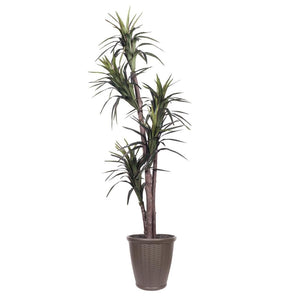 6' Artificial Executive Marginata Tree 1