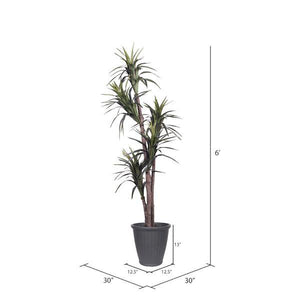 6' Artificial Executive Marginata Tree 4