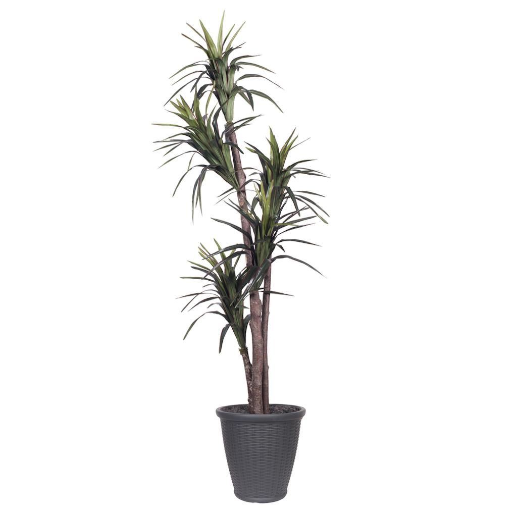 6' Artificial Executive Marginata Tree 1