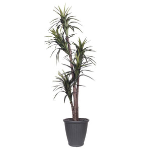 6' Artificial Executive Marginata Tree 1