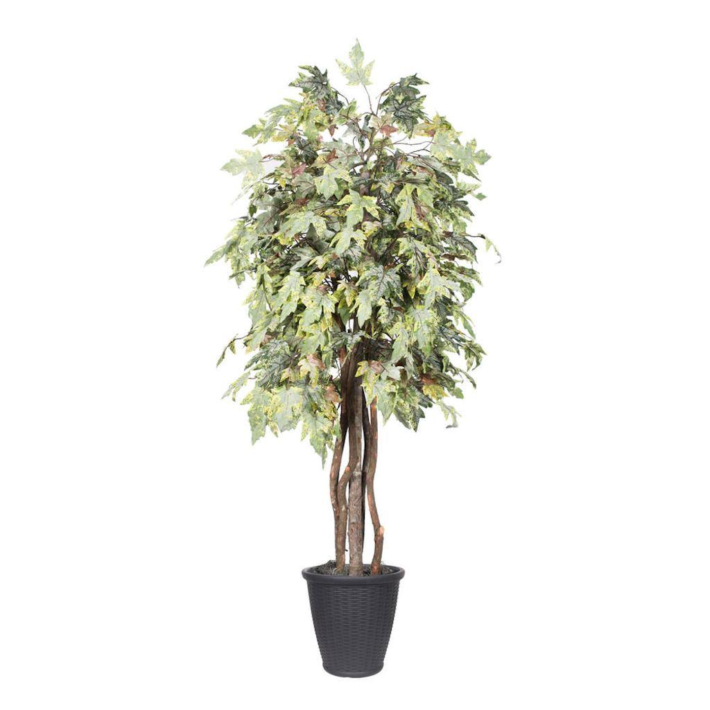 6' Frosted Maple Executive Round Gray 1