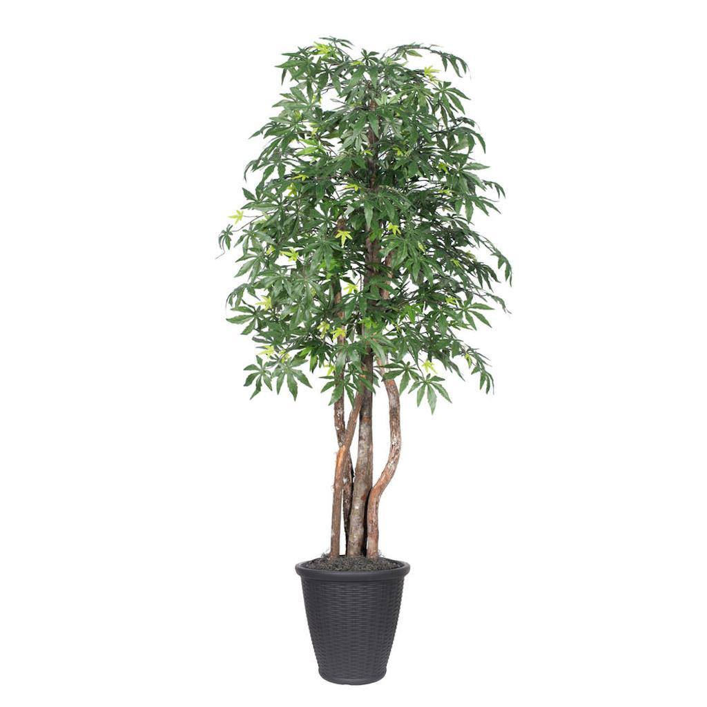 6' Japanese Maple Executive Round Gray 1
