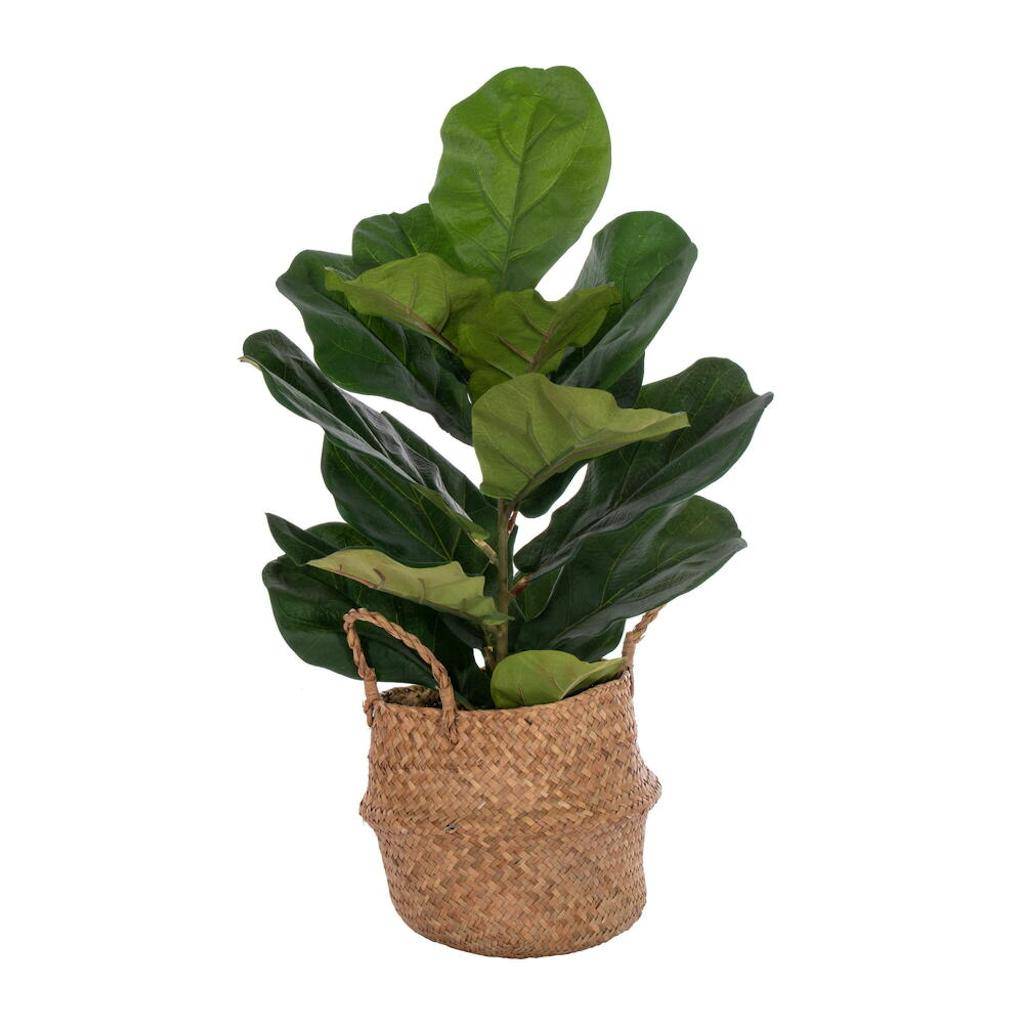 27" Artificial Two Stem Green Fiddle Leaf in Woven 1