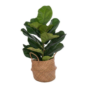27" Artificial Two Stem Green Fiddle Leaf in Woven 1