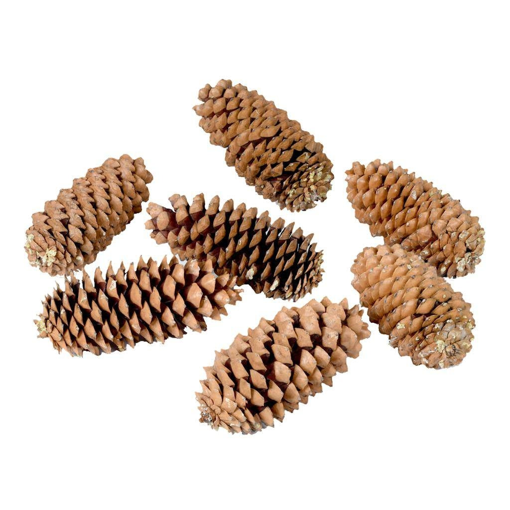 9.5"-10" Sugar Pinecone (7 Pack) 1