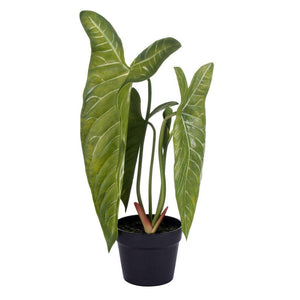 22" x 13" Artificial Alocasia longiloba Potted Plant 1