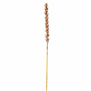 34" Artificial Brown Design Polynesian Stem 1