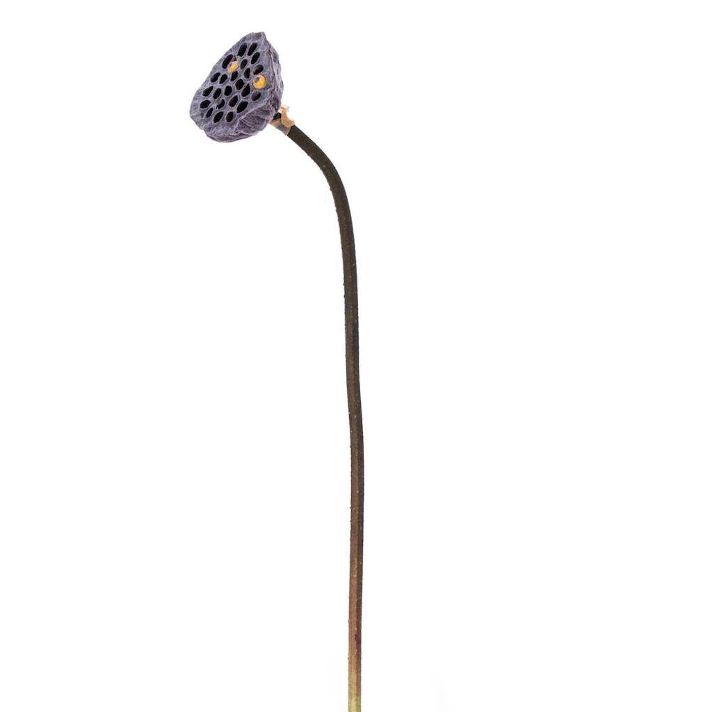 27" Brown Lotus Pod (4 Pack) 1