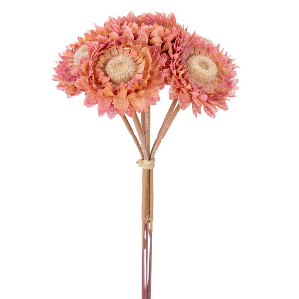7" Rose Pink Daisy Strawflower (6 Pack) 1