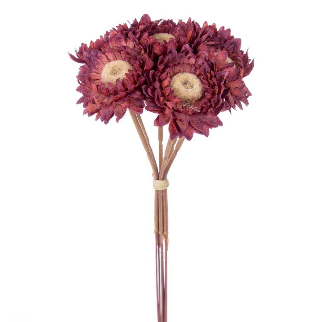 7" Raspberry Daisy Strawflower (6 Pack) 1