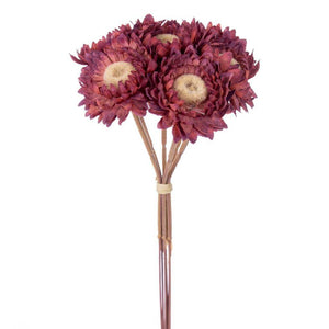 7" Raspberry Daisy Strawflower (6 Pack) 1