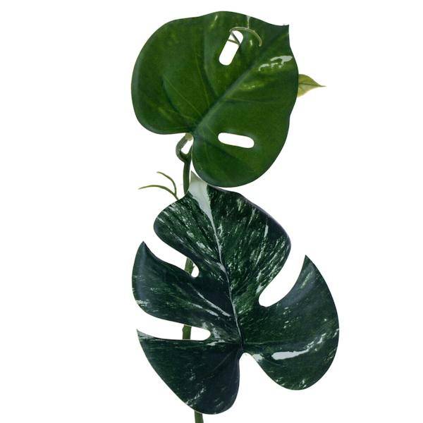 6' Artificial Green Monstera Garland 3