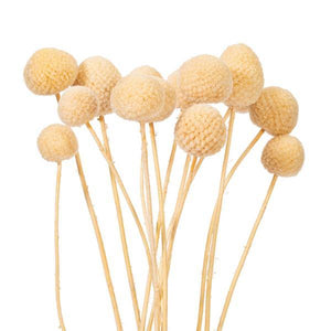 16-20" Bleached Craspedia Natural Preserved Flower Bundle 2