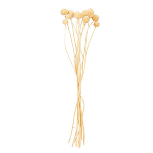 16-20" Bleached Craspedia Natural Preserved Flower Bundle 1
