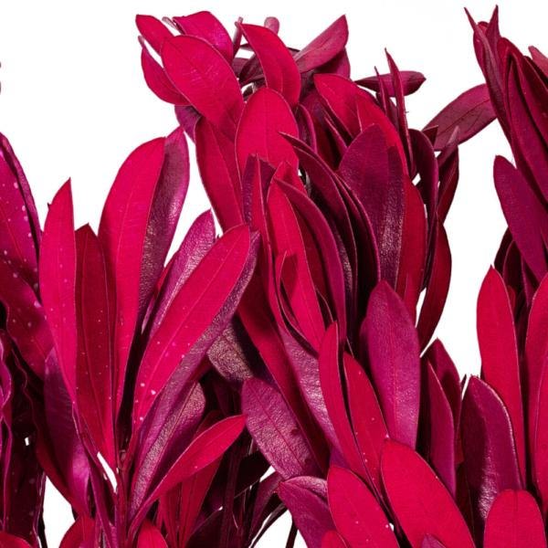 20-24" Raspberry Mealy Banksia Natural Preserved Foliage 2