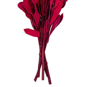 20-24" Raspberry Mealy Banksia Natural Preserved Foliage 3