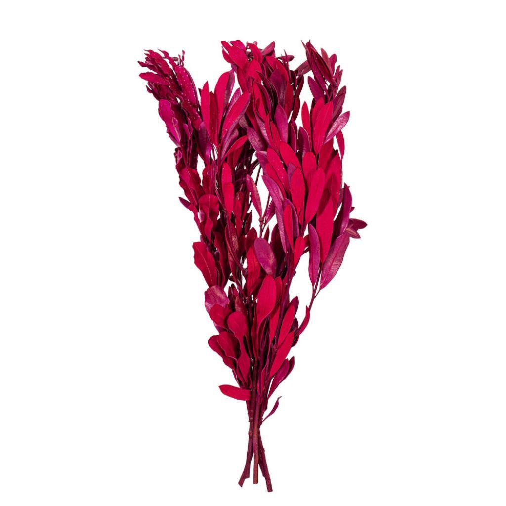 20-24" Raspberry Mealy Banksia Natural Preserved Foliage 1
