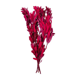 20-24" Raspberry Mealy Banksia Natural Preserved Foliage 1