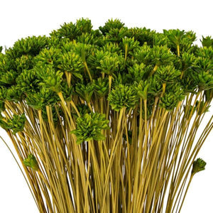 20" Basil Hil Flower Natural Preserved Flower Bundle 2