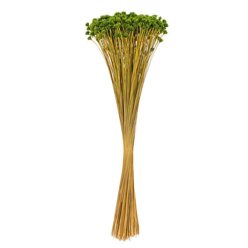 20" Basil Hil Flower Natural Preserved Flower Bundle 1