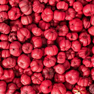 1lb Bag Red Putka Pods Natural Pods 2