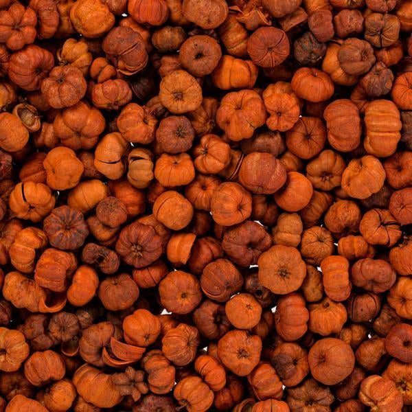 1lb Bag Orange Putka Pods Natural Pods 2