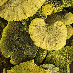 4"-6" Basil Sponge Mushroom (24 pack) 2