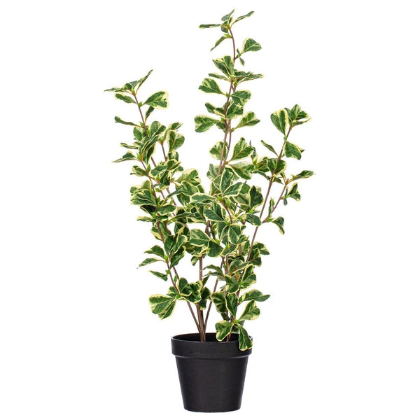 24" Variegated Triangle Ficus Potted 1