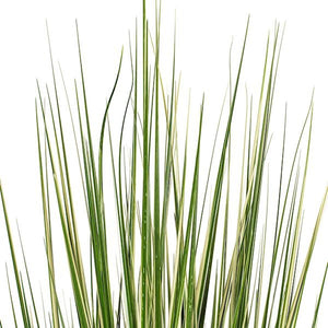 60" Green Evergold Grass Potted Artificial Decorative Grass 2