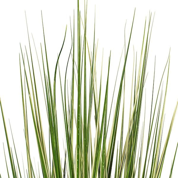 60" Green Evergold Grass Potted Artificial Decorative Grass 2