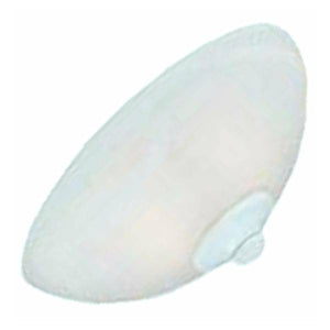 Replacement Glass for Arcadia Fixture 1